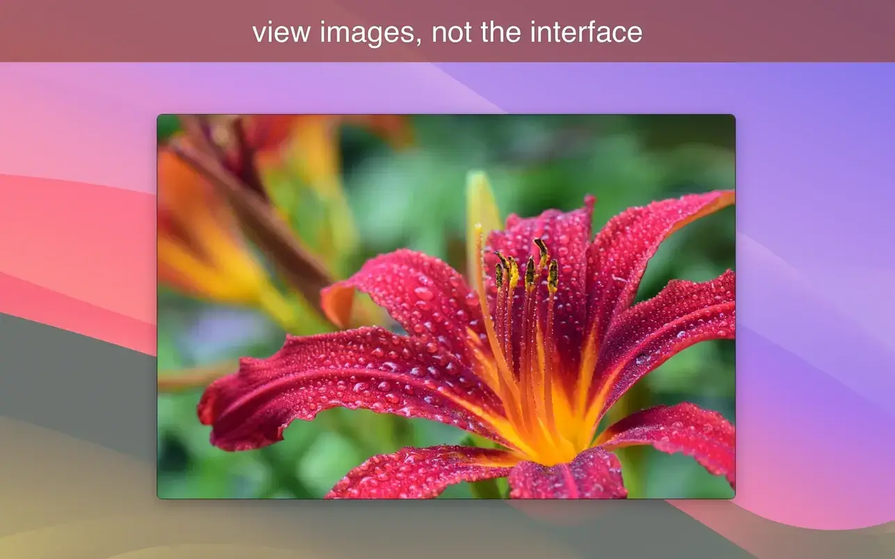 LilyView 截图 3